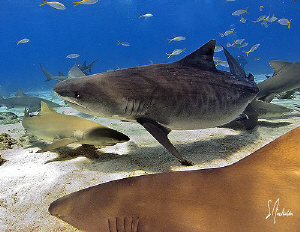 Emma the Tiger Shark makes her way thru a group of Lemon ... by Steven Anderson 